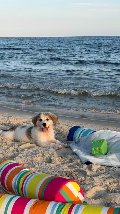 MAPLE - Great Pyrenees available for adoption
