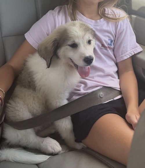 MAPLE - Great Pyrenees available for adoption