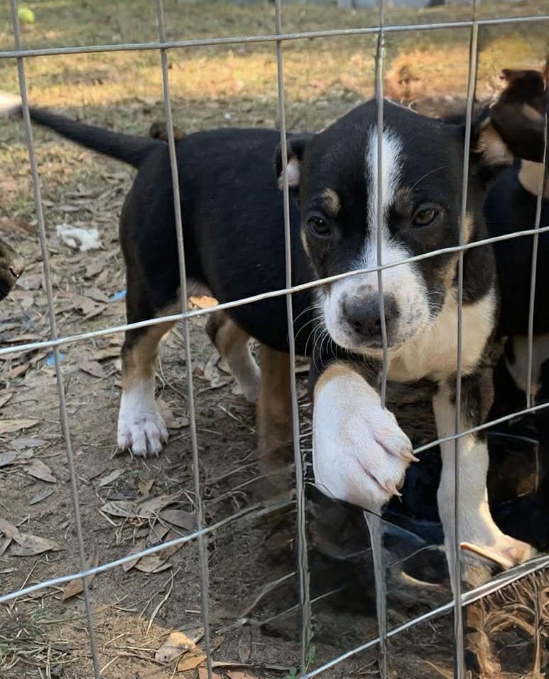 MERCEDES - Shepherd available for adoption