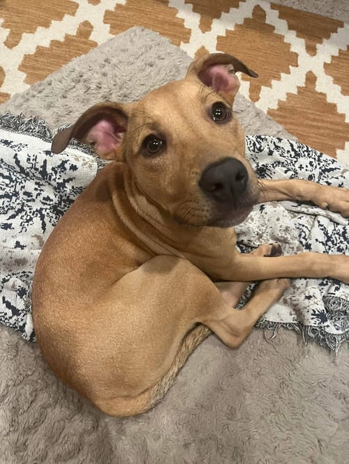 WAFFLES - Hound for adoption in Mobile