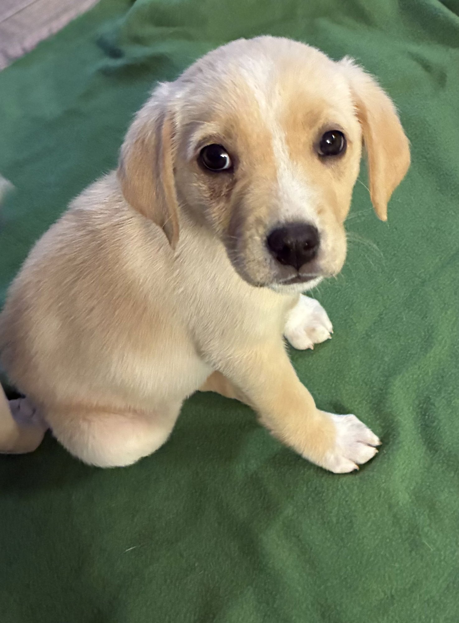 PEGGY - Unknown available for adoption