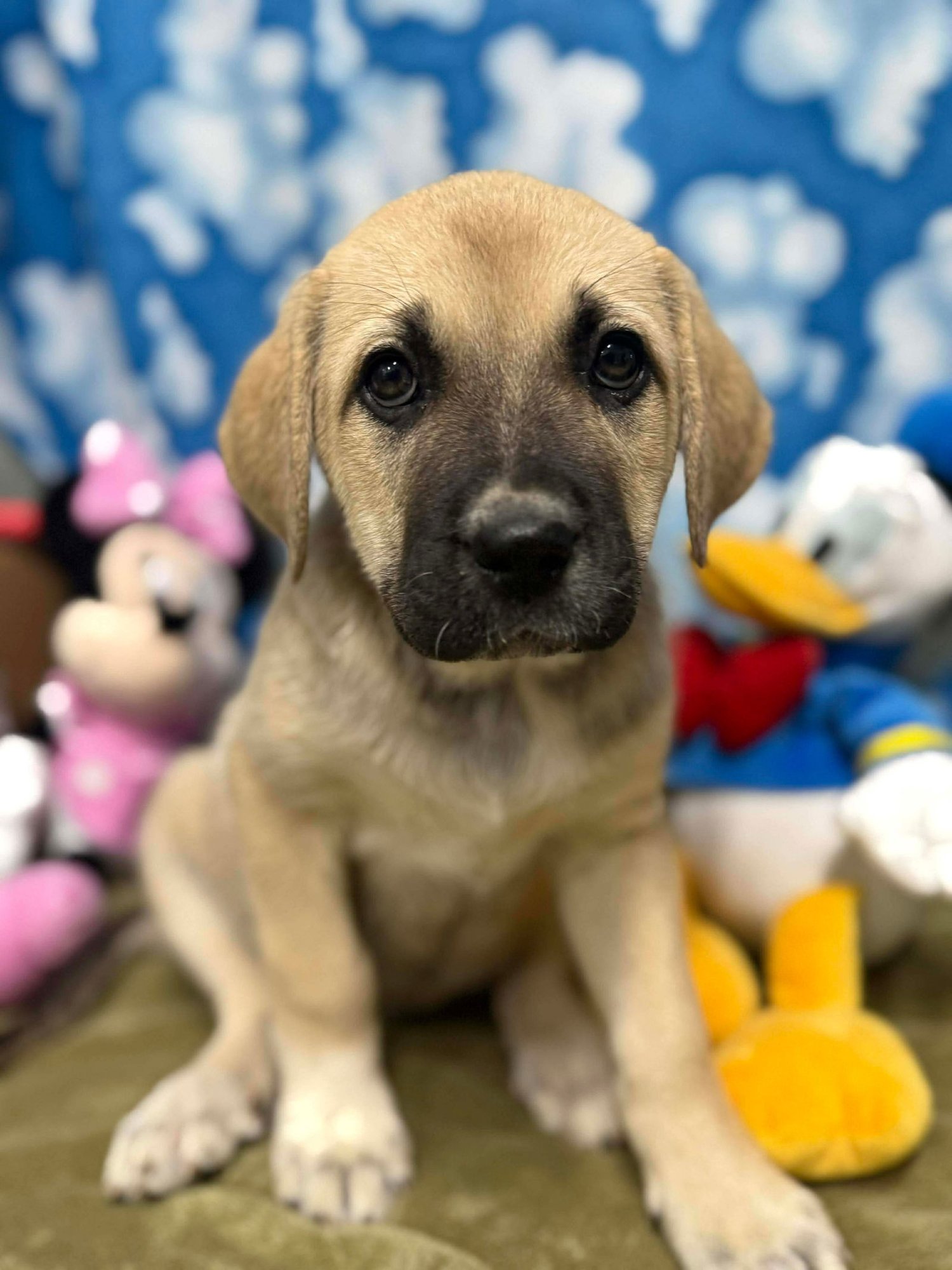 JOSIE - Unknown available for adoption