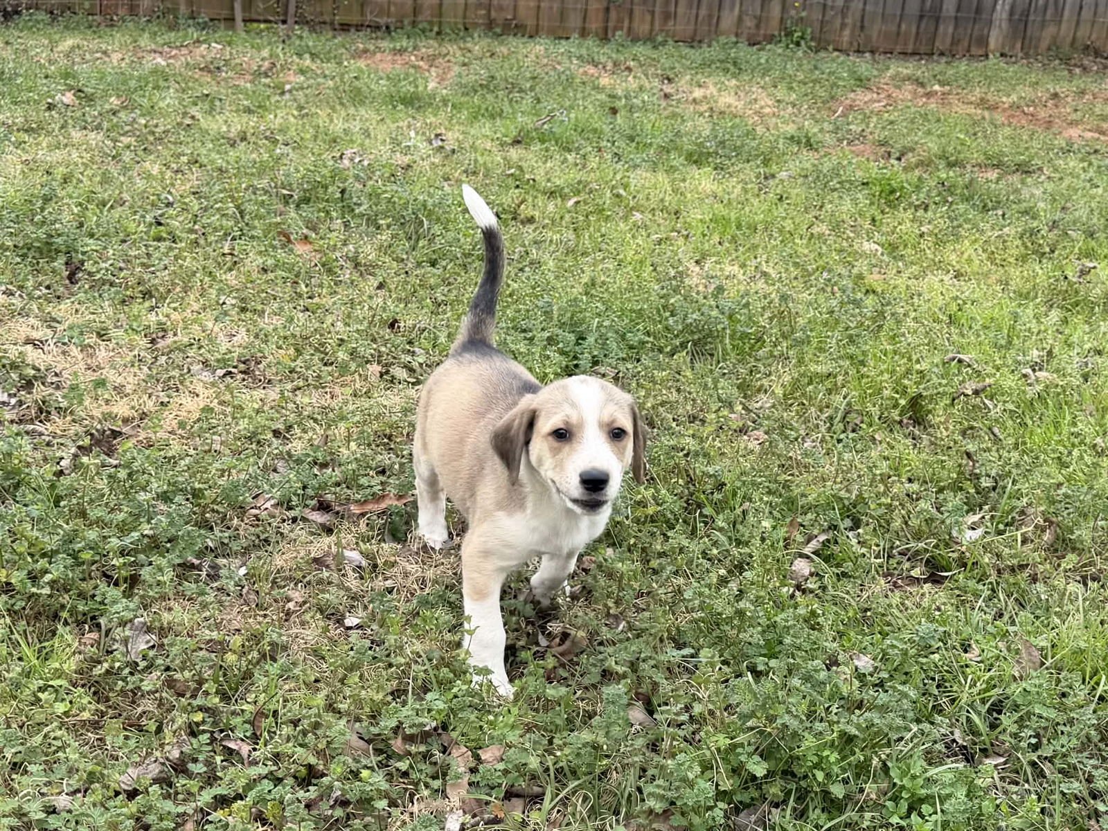 BACCHUS - Golden Retriever / English Pointer available for adoption