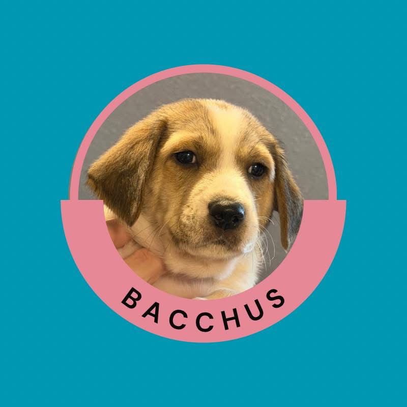 Bacchus - Photo 4