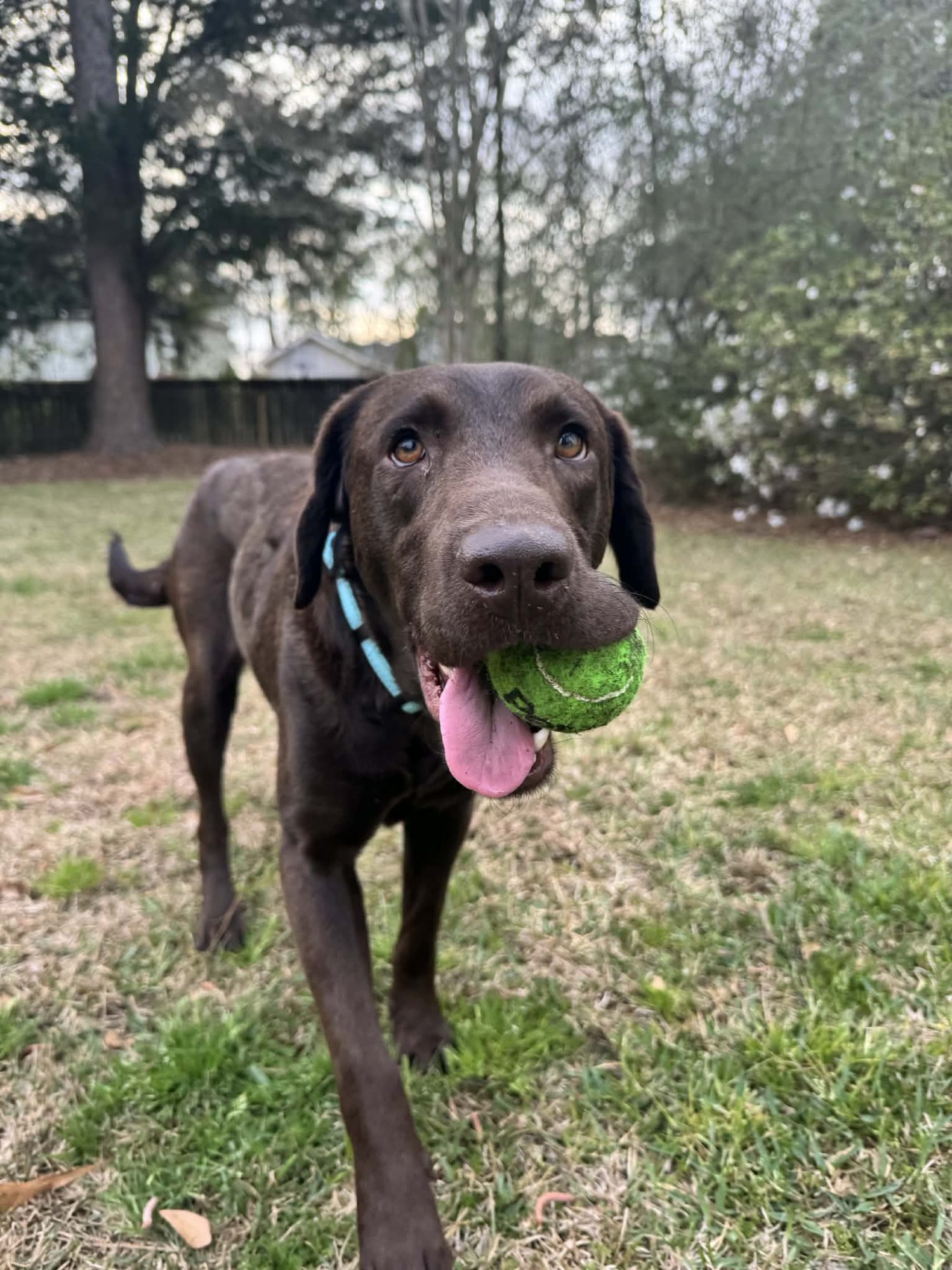 MOCHA - Labrador Retriever available for adoption