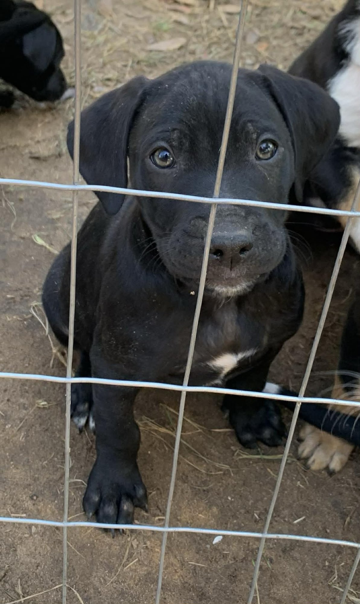 MARIO - Shepherd available for adoption