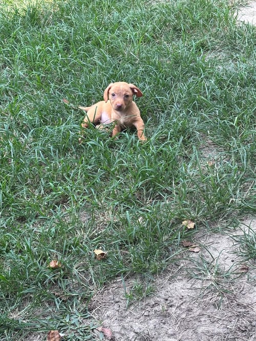 TEENY WEENIE