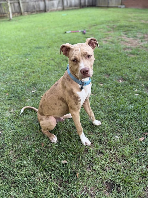 BEAUREGARD - Catahoula Leopard Dog available for adoption
