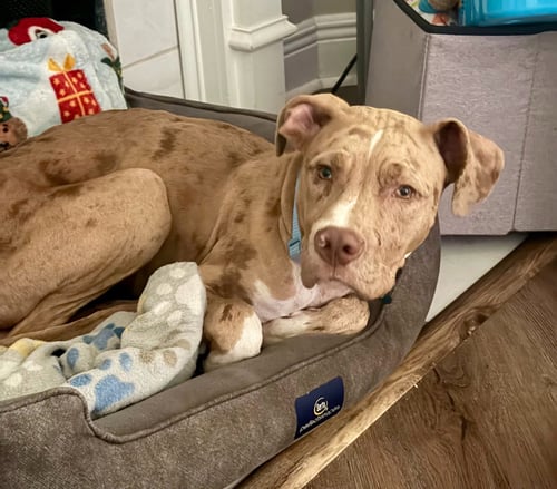 BEAUREGARD - Catahoula Leopard Dog available for adoption