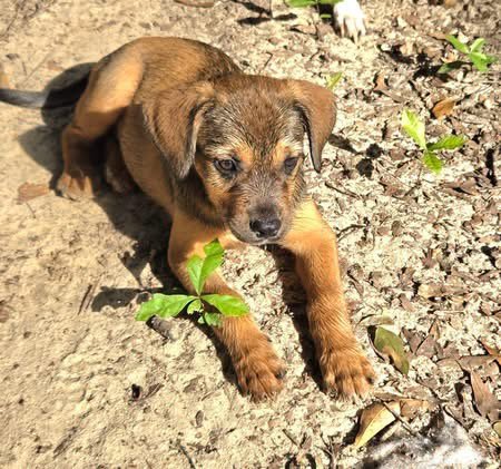 SPICY - Unknown available for adoption