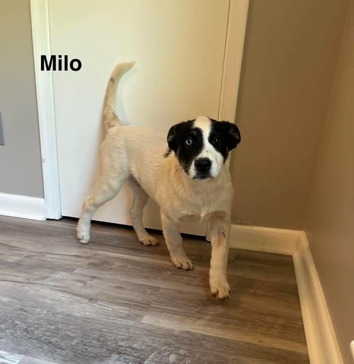 MILO - Husky for adoption in Mobile