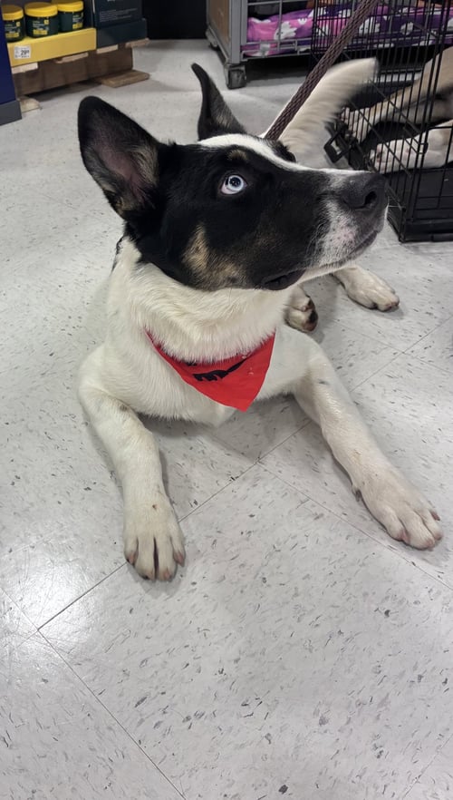 MILO - Husky available for adoption