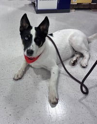 Milo - Photo 2