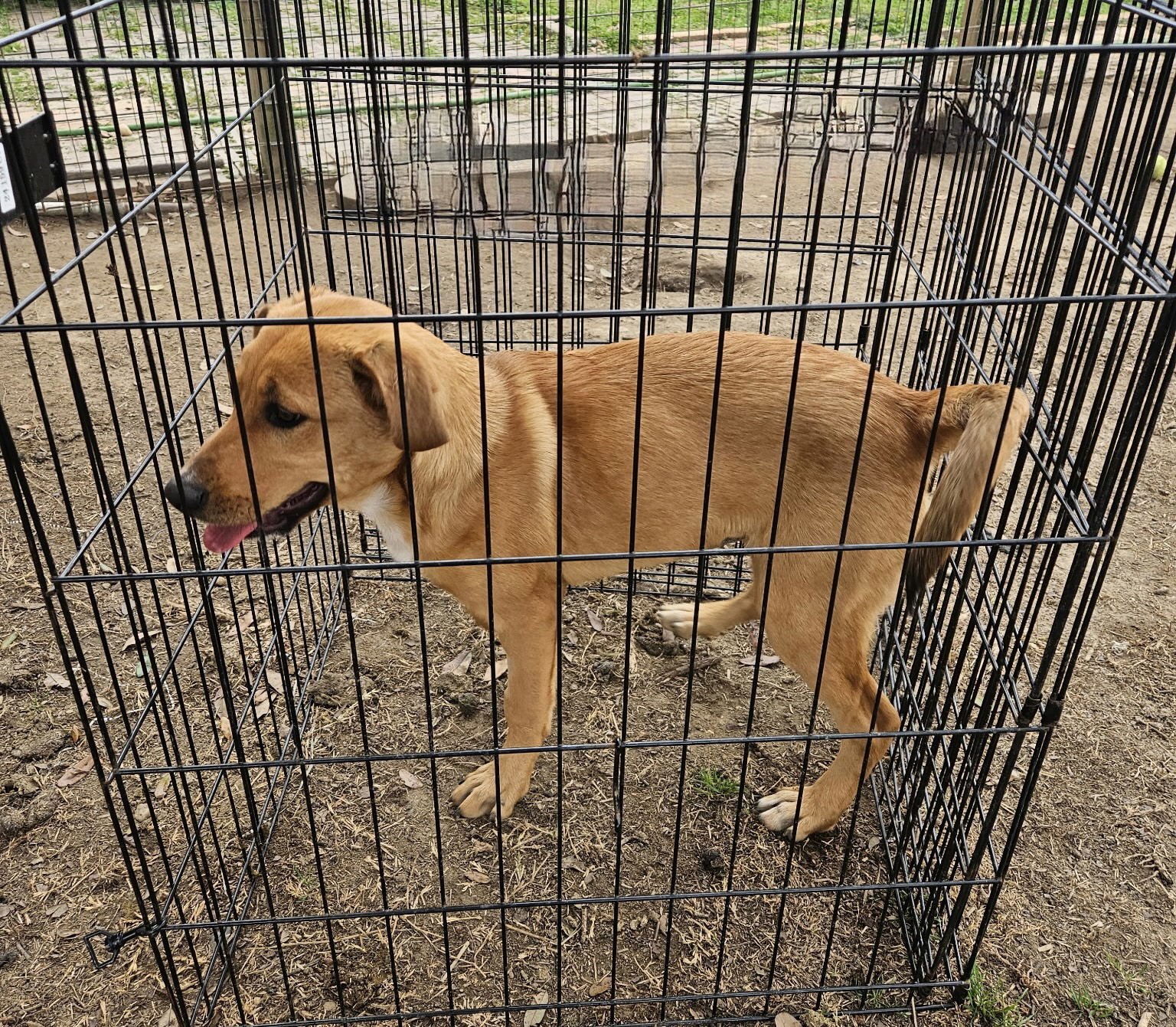 GINGER - Hound available for adoption