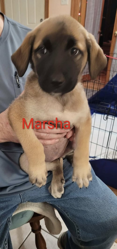 MARSHA - Great Pyrenees / Belgian Shepherd Malinois for adoption in Mobile
