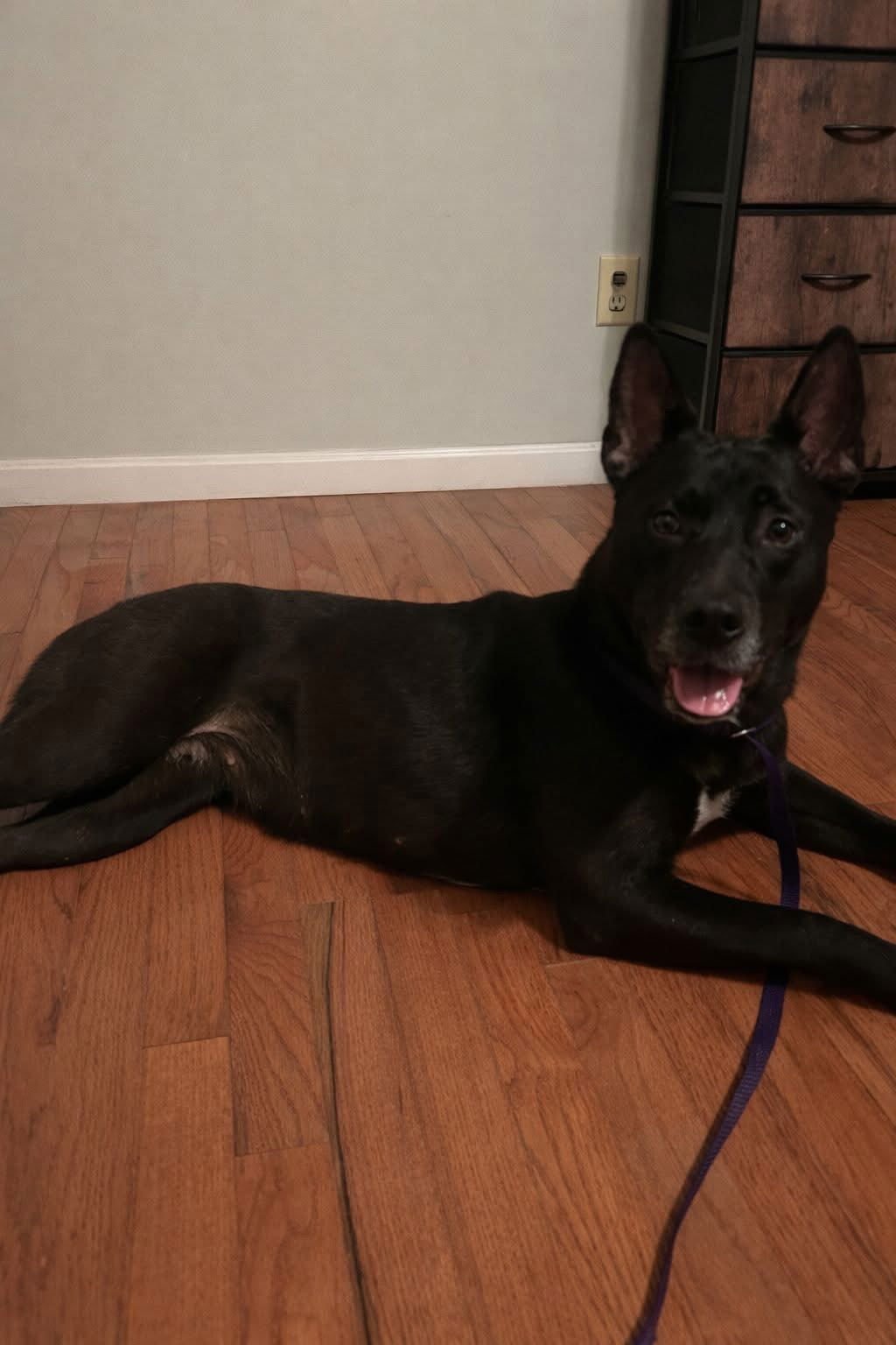 LUCY 2 - German Shepherd Dog available for adoption