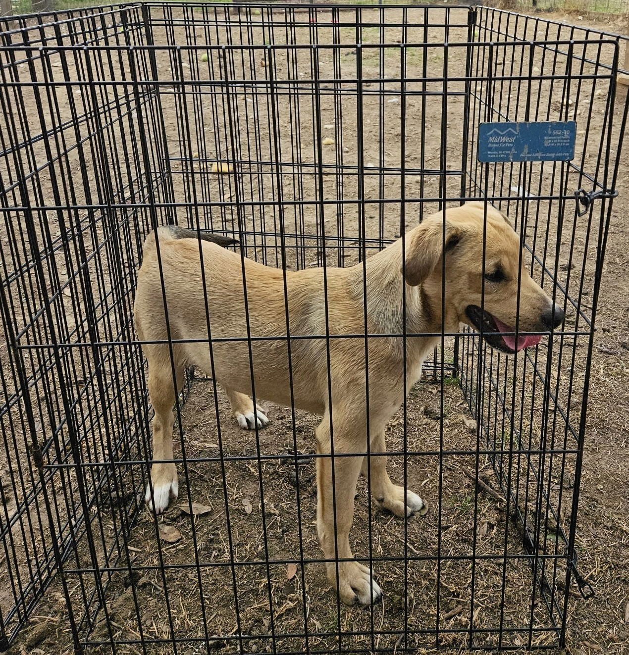 BUCK - Hound available for adoption