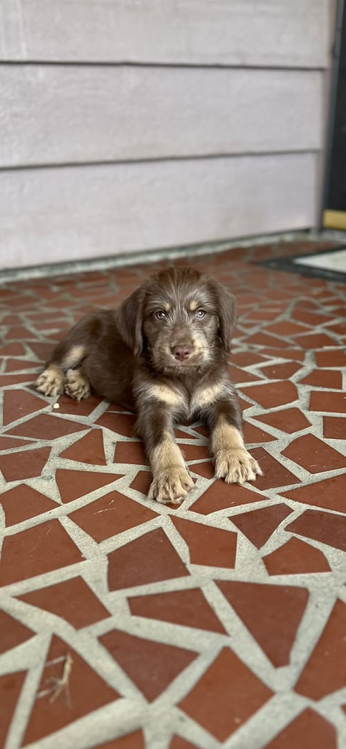 MOZZY - Bernese Mountain Dog / Poodle (Standard) for adoption in Mobile