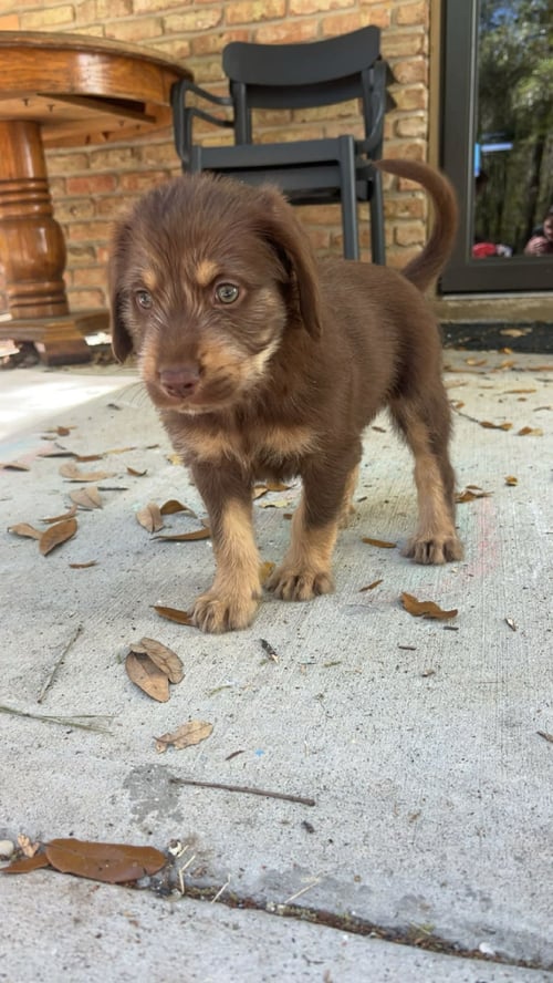 MOZZY - Bernese Mountain Dog / Poodle (Standard) available for adoption