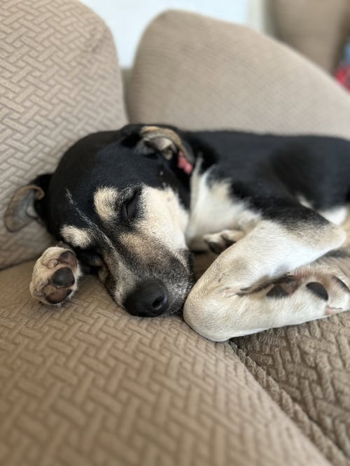 ANGEL - Shepherd available for adoption