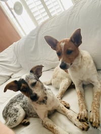 Frankie - Photo 3