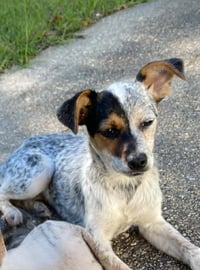 Frankie - Photo 2