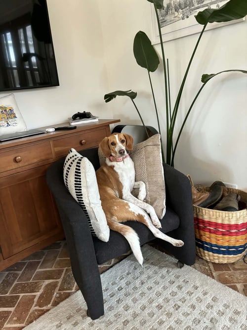 GISELLE (NOW DARBY) - Foxhound / Plott Hound available for adoption