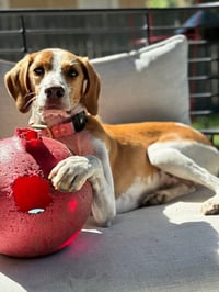 Giselle (now Darby) - Photo 4
