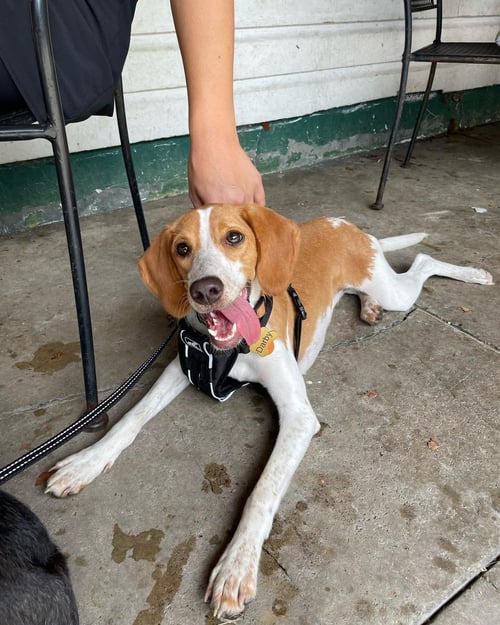 GISELLE (NOW DARBY) - Foxhound / Plott Hound available for adoption