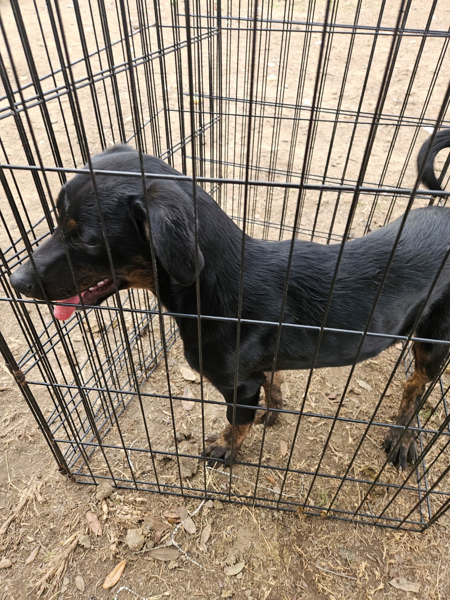 HOMER - Hound available for adoption