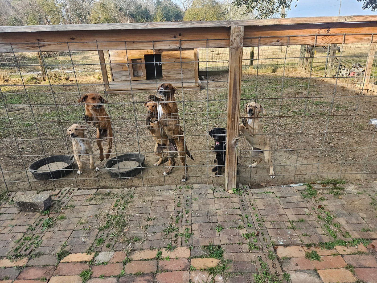 HOMER - Hound available for adoption