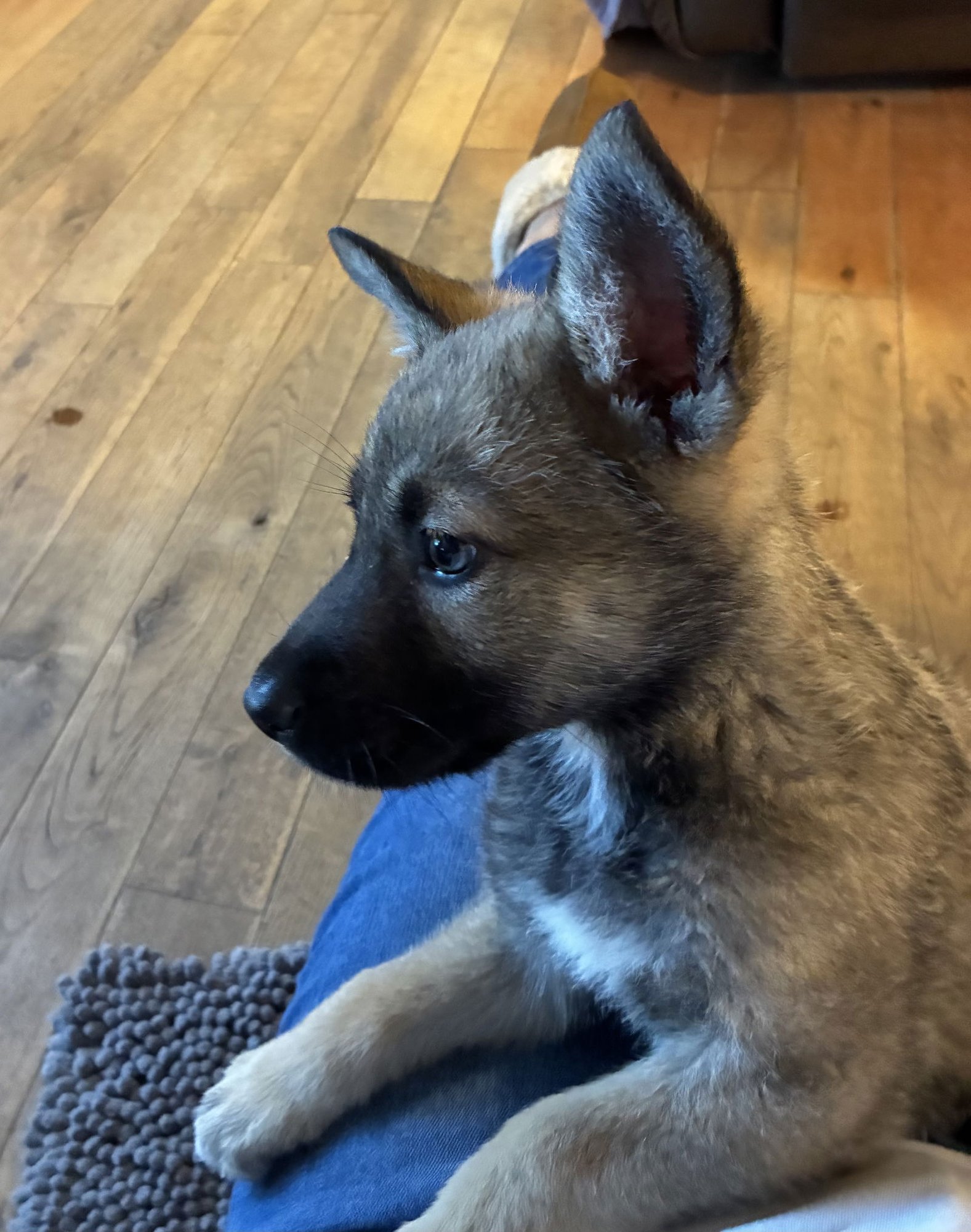 DAISY - Unknown available for adoption