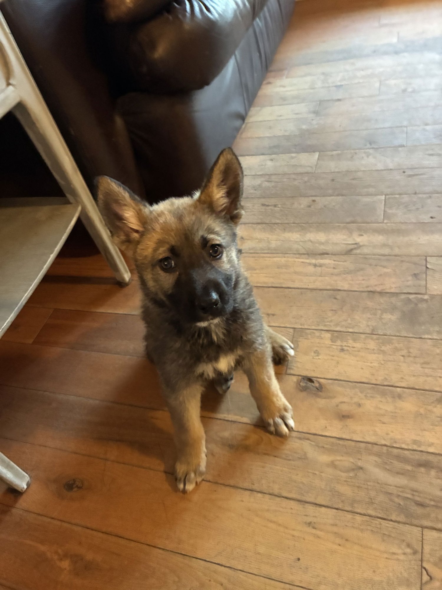 DAISY - Unknown available for adoption