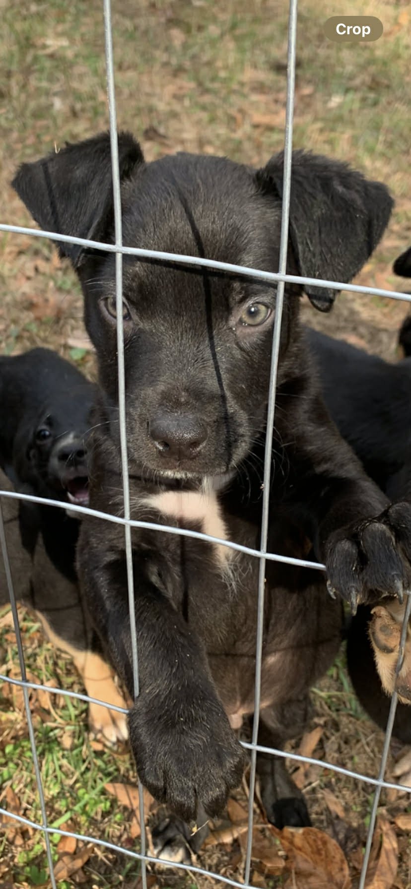 MICKEY - Shepherd available for adoption