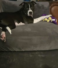 Jax - Photo 2