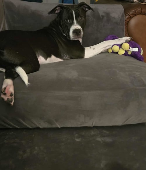 JAX - American Pit Bull Terrier available for adoption