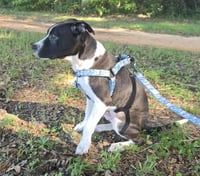 Jax - Photo 3