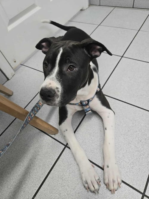 JAX - American Pit Bull Terrier available for adoption