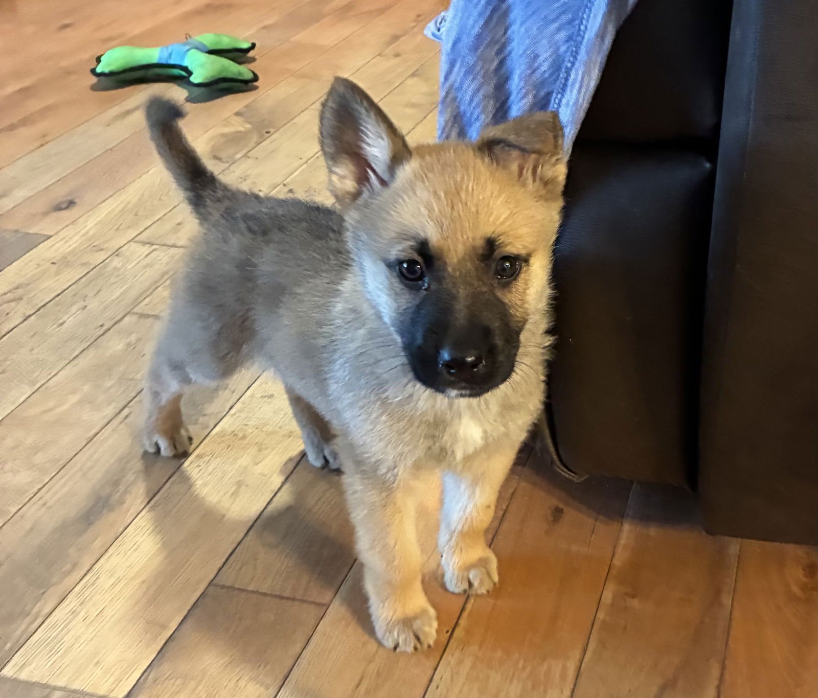 DUKE - Unknown available for adoption