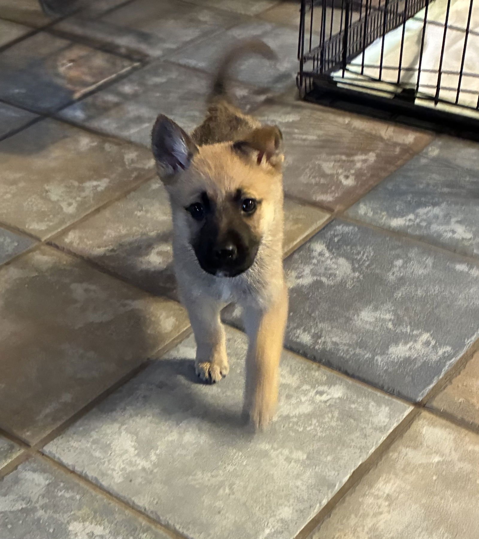 DUKE - Unknown available for adoption