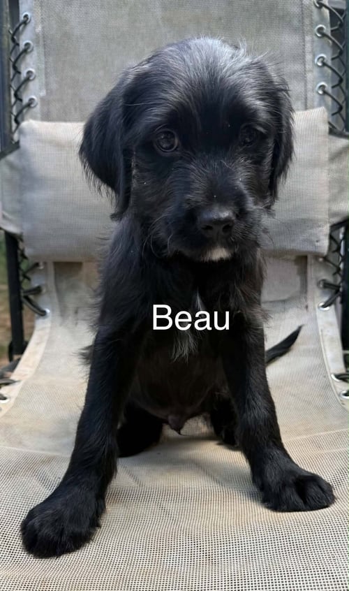 BEAU