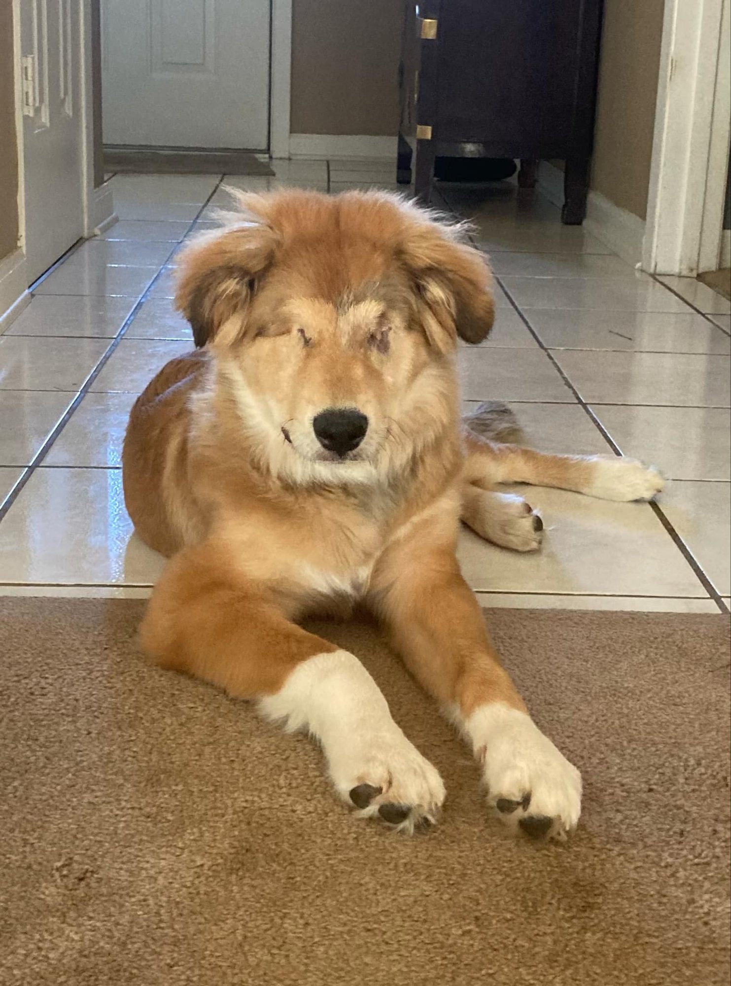 LEELA - Great Pyrenees / Golden Retriever available for adoption