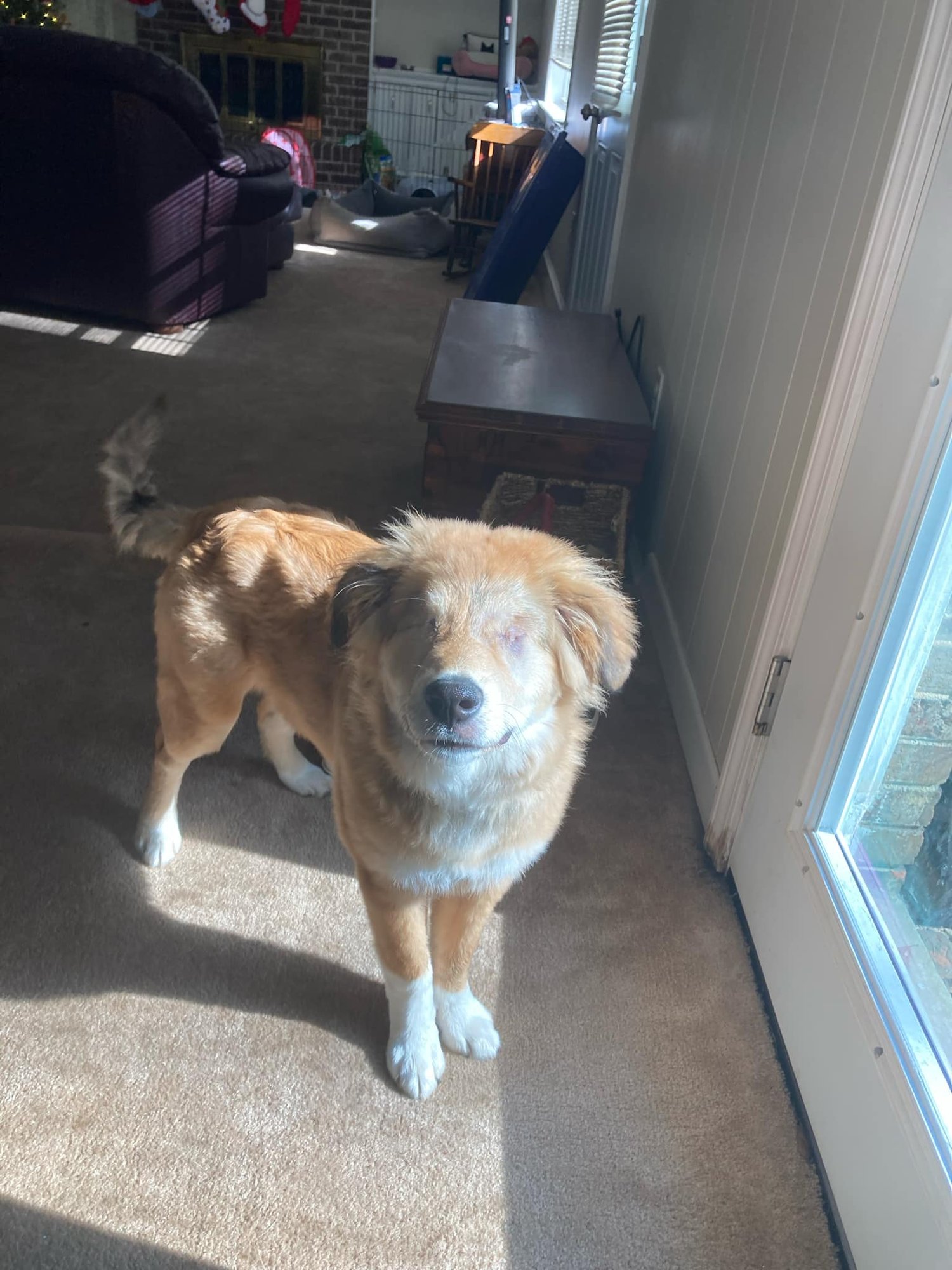 LEELA - Great Pyrenees / Golden Retriever available for adoption