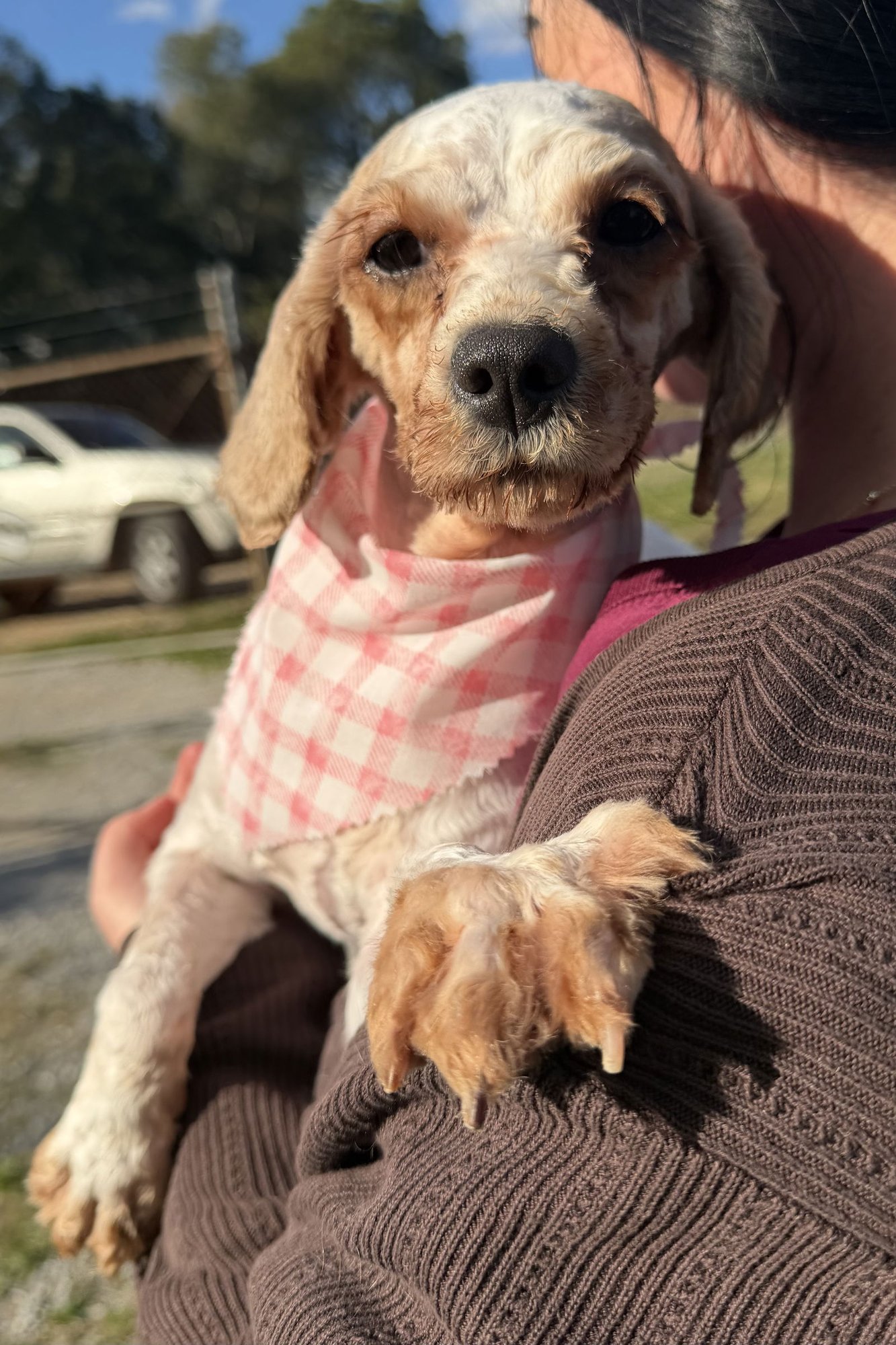 GIGI - Cavalier King Charles Spaniel / Poodle (Miniature) available for adoption