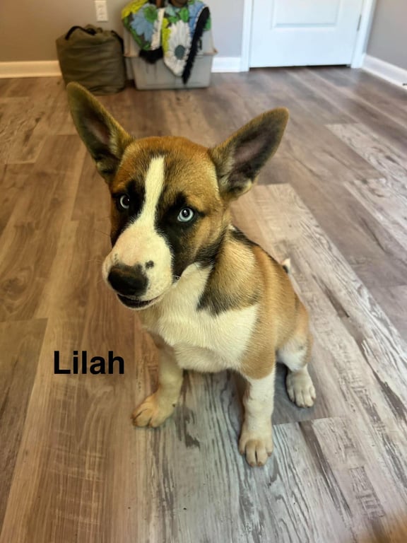 Lilah Image
