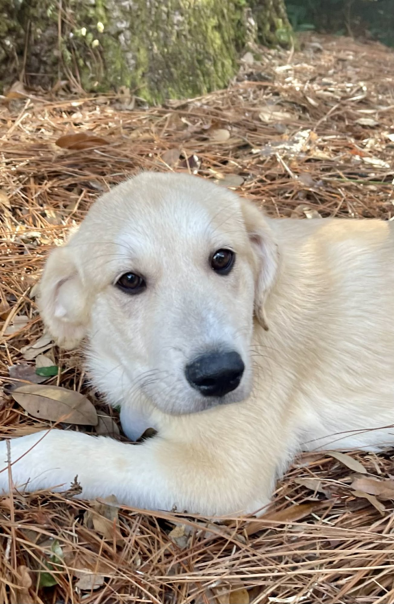 HAZEL - Great Pyrenees available for adoption