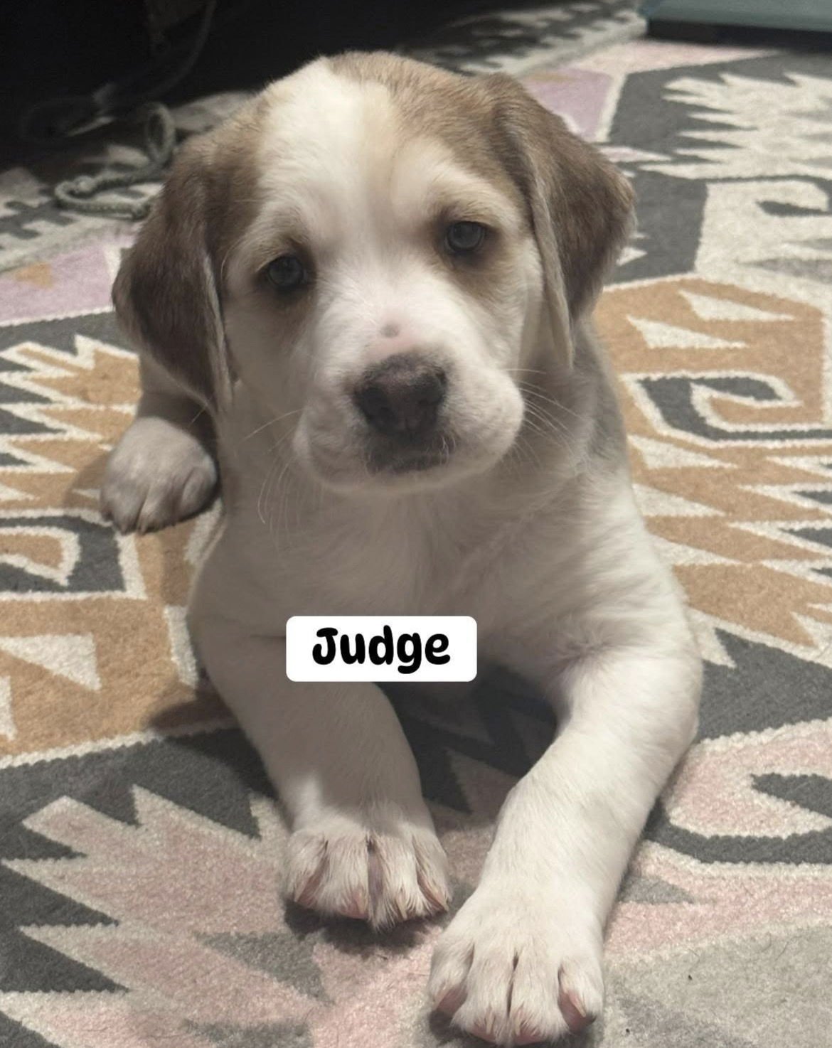 JUDGE - Golden Retriever / English Pointer available for adoption