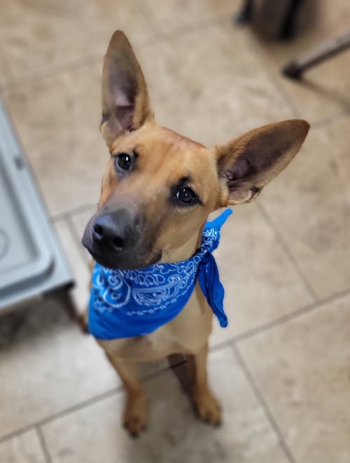 TRIGGER - Unknown for adoption in Mobile