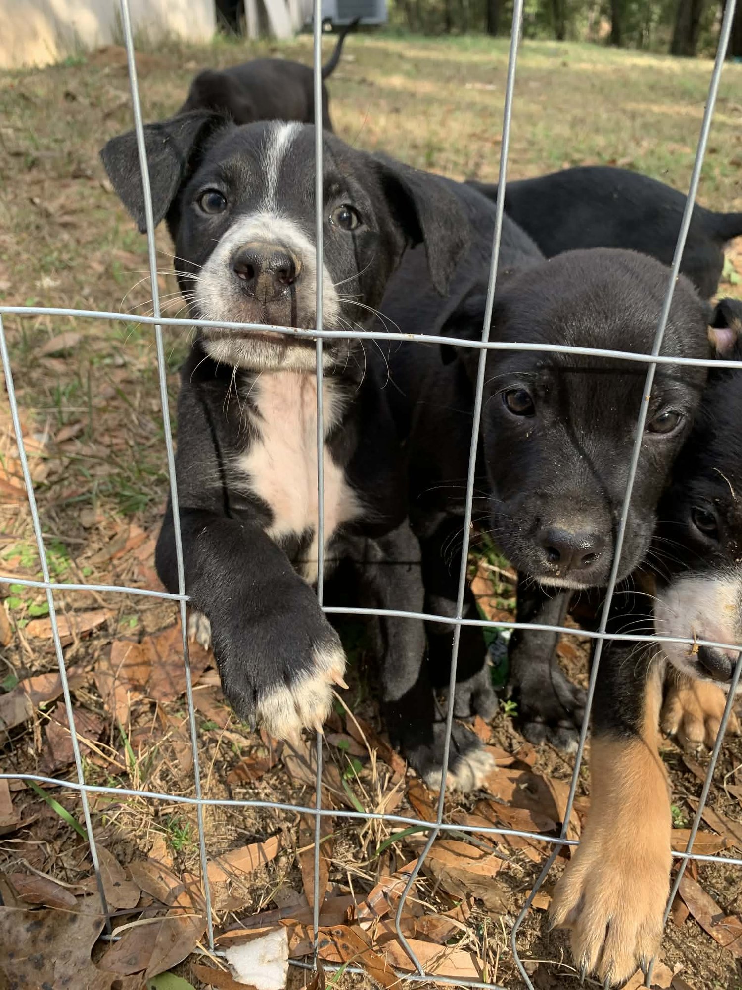 COOKIE - Shepherd available for adoption