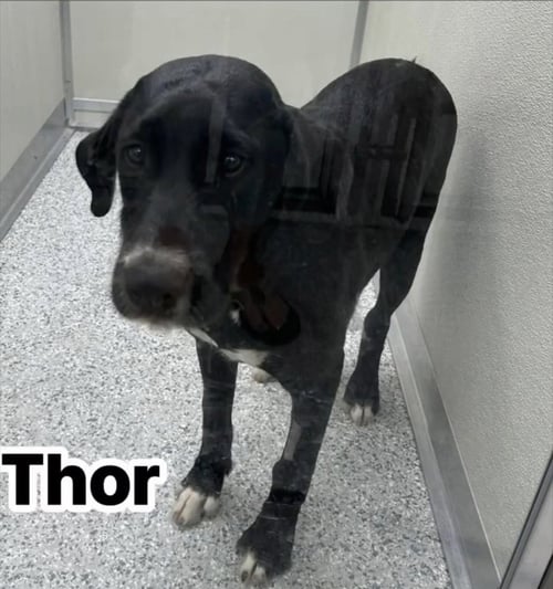 THOR - Labrador Retriever / German Wirehaired Pointer available for adoption